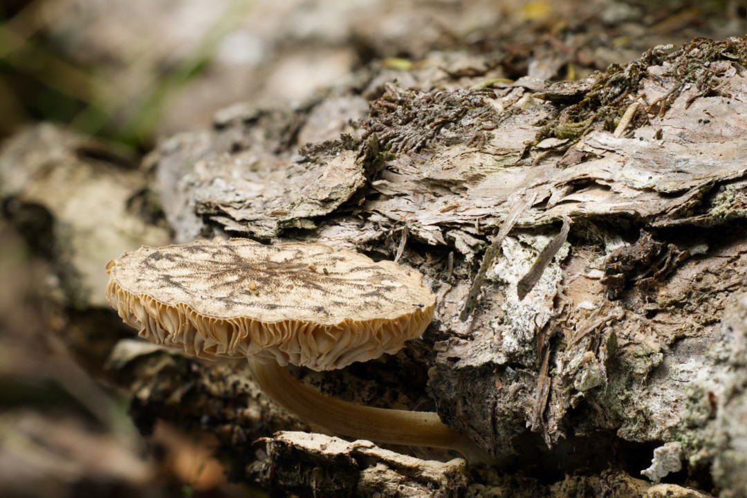 2026 02 06 18 21 47 BR8S4