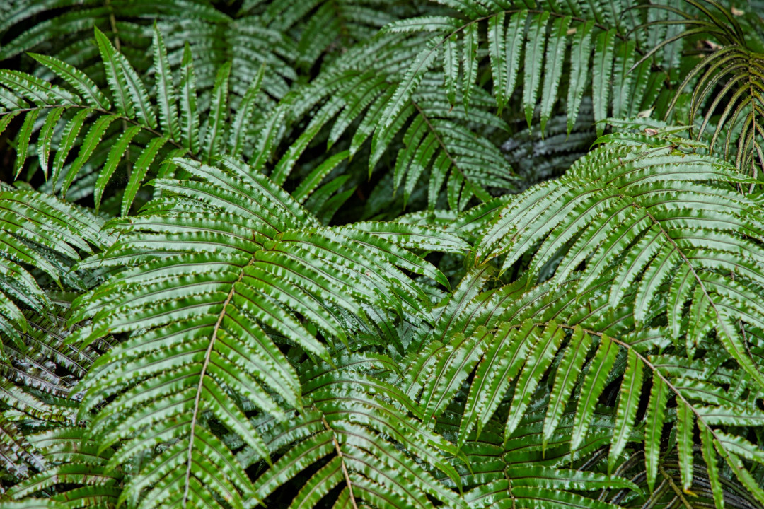 6 F1118