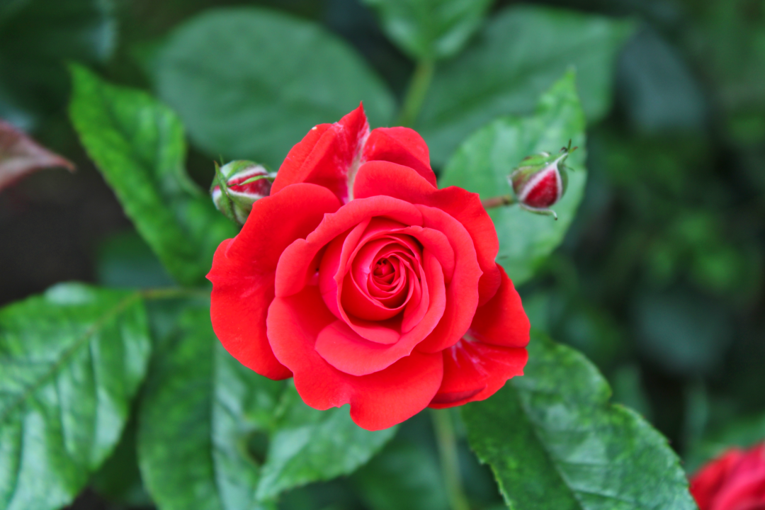IMG EOS 1500D100 0287
