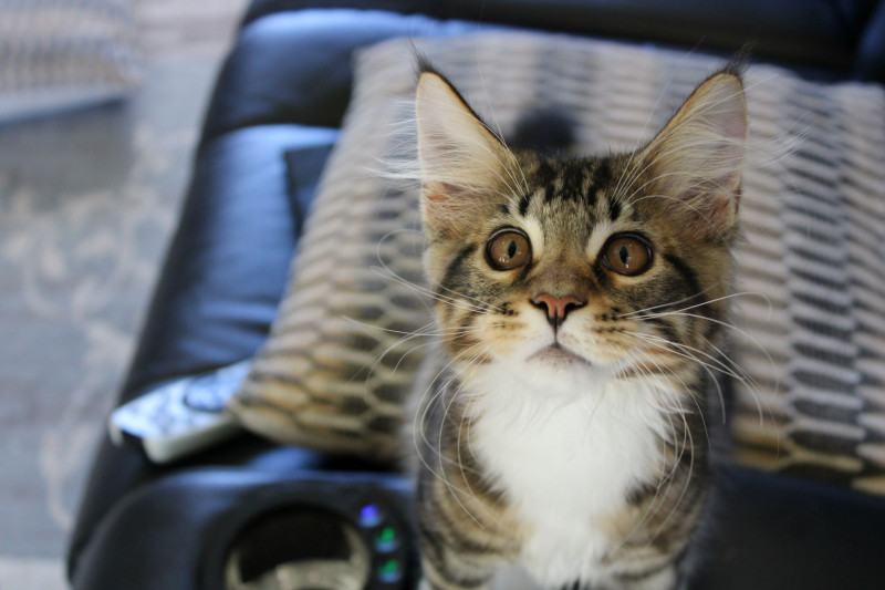 Tyke on couch