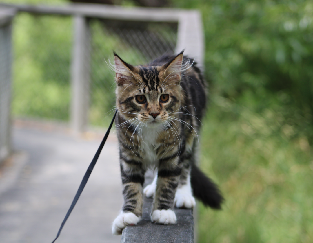 IMG EOS 1500D100 1385