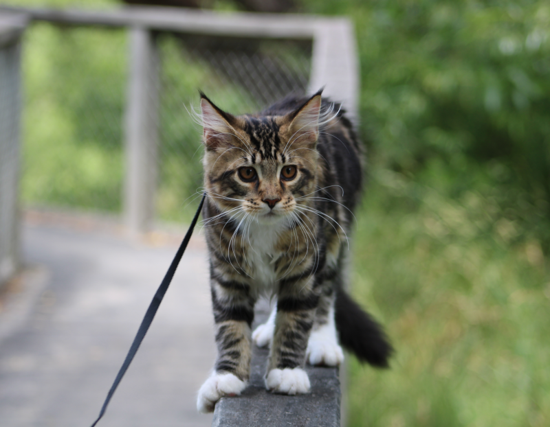 IMG EOS 1500D100 1385